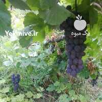 آگهی مشابه فروش انگور سیاه و رطبی در شیراز در گروه خرید فروش عمده انگور - یاقوتی شانی عسگری بی دانه قرمز در یکمیوه