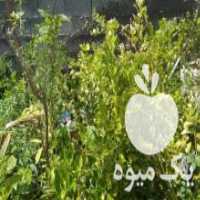آگهی مشابه فروش نهال لیمو محلی و پیوند زدن نهال یا درخت در بندرعباس در گروه خرید فروش نهال - انواع گردو پسته بادام سلطانی انگور در یکمیوه