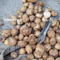 آگهی مشابه فروش سیب زمینی بذر بامبا در کرمانشاه در گروه خرید فروش عمده سیب زمینی - زودرس دیررس آگریا اسپریت اردبیل همدان در یکمیوه