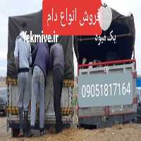 آگهی مشابه فروش تهیه انواع گاو و گوساله برای دامداران در گرگان در گروه گاو و گوسفند و میش و بز کهره گوساله سمینتال در یکمیوه