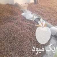آگهی مشابه فروش گردو مغز سالم در سنقر در گروه گردو - کاغذی سنگی سوزنی خوشه ای توسرکان در یکمیوه