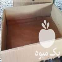 آگهی مشابه خریدار کارتن ضایعات مغازه ها میوه فروشی در قزوین در گروه خرید فروش انواع بسته بندی کاغذی - کارتن مقوا در یکمیوه