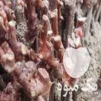 آگهی مشابه فروش قلمه انگور در کاشمر در گروه خرید فروش عمده انگور - یاقوتی شانی عسگری بی دانه قرمز در یکمیوه