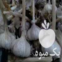 آگهی مشابه فروش سیر طبیعی خشک شده در اردبیل در گروه خرید فروش عمده سیر - تازه خام ترشی خشک صادراتی در یکمیوه