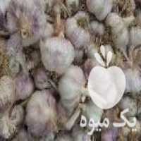 آگهی مشابه فروش سیر قرمز در پارس آباد در گروه خرید فروش عمده سیر - تازه خام ترشی خشک صادراتی در یکمیوه