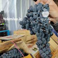 آگهی مشابه فروش عرضه مستقیم با کیفیت انگور شانی دیمی سنندج در تهران در گروه خرید فروش عمده انگور - یاقوتی شانی عسگری بی دانه قرمز در یکمیوه