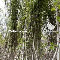 آگهی مشابه فروش نهال چنار , زبان گنجشک در تهران در گروه خرید فروش نهال - انواع گردو پسته بادام سلطانی انگور در یکمیوه