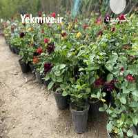 آگهی مشابه فروش گل رز هلندی و ساناز در کرج در گروه خرید فروش عمده گیاهان زینتی - گرمسیری آپارتمانی باغچه آب در یکمیوه