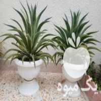 آگهی مشابه فروش گل اگاو لاله ای در قائم شهر در گروه خرید فروش عمده گیاهان زینتی - گرمسیری آپارتمانی باغچه آب در یکمیوه