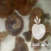 آگهی مشابه فروش قارچ گانودرما در تهران در گروه خرید فروش عمده قارچ - دکمه ای خوراکی دارویی پرورشی کوهی در یکمیوه