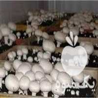 آگهی مشابه فروش بذر انواع قارچ ها در آرادان در گروه سایر محصولات خاک و تغذیه و نهال در یکمیوه