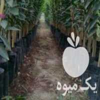 آگهی مشابه فروش انواع نهال مرکبات سیاه ریشه در تهران در گروه خرید فروش نهال - انواع گردو پسته بادام سلطانی انگور در یکمیوه