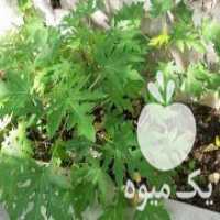 آگهی مشابه فروش نهال پاپایا رد لیدی در اندیشه در گروه خرید فروش نهال - انواع گردو پسته بادام سلطانی انگور در یکمیوه