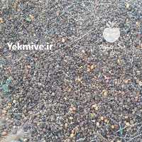 آگهی مشابه فروش ضایعات خرما در بوشهر در گروه خرید فروش عمده خرما - کبکاب تازه زاهدی خشک خارک در یکمیوه