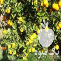 آگهی مشابه فروش نهال پرتقال تابستانه والنسیا  ، نهالستان اسماعیلی در بهنمیر در گروه خرید فروش نهال - انواع گردو پسته بادام سلطانی انگور در یکمیوه