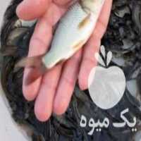 آگهی مشابه فروش بچه ماهیان گرمابی کپور امور در آزادشهر در گروه ماهی کپور - ماهیان معمولی علف خوار پرورشی خرید و فروش در یکمیوه