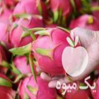 آگهی مشابه فروش نهال دراگون فروت سفید در ساری در گروه خرید فروش نهال - انواع گردو پسته بادام سلطانی انگور در یکمیوه