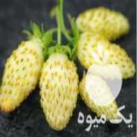 آگهی مشابه فروش نهال توت فرنگی روح آلپ  در ساری در گروه خرید فروش نهال - انواع گردو پسته بادام سلطانی انگور در یکمیوه
