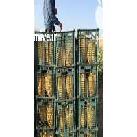 آگهی مشابه فروش حق العمل کاری حردانی در خوزستان در گروه حق العمل کاری محصولات کشاورزی و دامداری خدمات کارمزد در یکمیوه