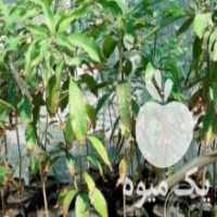 آگهی مشابه فروش نهال پیوندی انبه ولیمو در قصرقند در گروه خرید فروش نهال - انواع گردو پسته بادام سلطانی انگور در یکمیوه