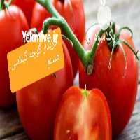 آگهی مشابه خریدار گوجه گیلاسی سوپر لوکس در اصفهان در گروه خرید فروش عمده گوجه فرنگی - فرنگی سبز قرمز سیاه کبابی ربی در یکمیوه