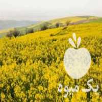 آگهی مشابه فروش بذر کلزا خارجی در تهران در گروه خرید فروش بذر - انواع محصول کشاورزی گوجه کتان میوه درخت در یکمیوه