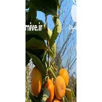 آگهی مشابه فروش خرمالو سیبی و گوجه ای در رشت در گروه خرید فروش عمده خرمالو - خرمالو رسیده نارس برگ عمده در یکمیوه