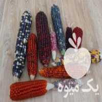 آگهی مشابه فروش بذر ذرت رنگین کمانی در صوفیان در گروه خرید فروش بذر - انواع محصول کشاورزی گوجه کتان میوه درخت در یکمیوه