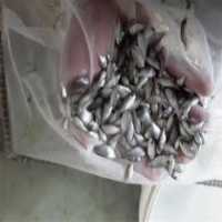 آگهی مشابه فروش بچه ماهی تیلاپیا و کپور در یزد در گروه خوراک شیلات و آبزیان - ماهی گیلان خوزستان چابهار بوشهر در یکمیوه