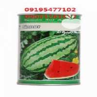 آگهی مشابه فروش بذرهندوانه سینور در تهران در گروه خرید فروش بذر - انواع محصول کشاورزی گوجه کتان میوه درخت در یکمیوه