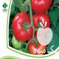 آگهی مشابه فروش نشا گوجه فرنگی گلخانه ای در پیشوا در گروه خرید فروش نشا - انواع گوجه برنج کاهو پیاز کاری فرنگی در یکمیوه