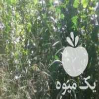 آگهی مشابه فروش نهال یکساله صنوبر تبریزی در دولت آباد در گروه خرید فروش نهال - انواع گردو پسته بادام سلطانی انگور در یکمیوه