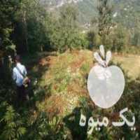 آگهی مشابه علفتراشی و هرس باغبانی زمین در رشت در گروه سایر خدمات - حوزه محصولات کشاورزی و دامپروری در یکمیوه