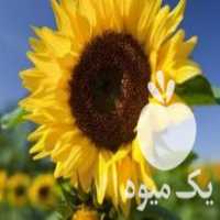 آگهی مشابه فروش پوسته گل افتابگردان در اصفهان در گروه گاو و گوسفند و میش و بز کهره گوساله سمینتال در یکمیوه