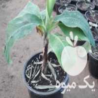 آگهی مشابه فروش نهال موز پاکوتاه کاوندیش در ساری در گروه خرید فروش نهال - انواع گردو پسته بادام سلطانی انگور در یکمیوه