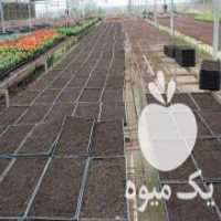 آگهی مشابه فروش دستگاه سیدر بذر پاش بانک نشا در بابلسر در گروه خرید فروش ابزار ها و تجهیزات کشاورزی - دستی برقی ماشینی بیل کلنگ در یکمیوه