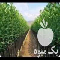 آگهی مشابه فروش قلمه‌ی انار ساوه در مركزی در گروه خرید فروش عمده انار - ساوه شیراز شیرین ترش در یکمیوه