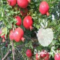آگهی مشابه فروش انار شیرین و می خوش در تهران در گروه خرید فروش عمده انار - ساوه شیراز شیرین ترش در یکمیوه