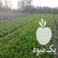آگهی مشابه فروش نشا کاهو محلی سفید در آمل در گروه خرید فروش نشا - انواع گوجه برنج کاهو پیاز کاری فرنگی در یکمیوه