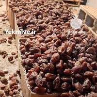 آگهی مشابه فروش خرمای کارتن موزی در بوشهر در گروه خرید فروش عمده خرما - کبکاب تازه زاهدی خشک خارک در یکمیوه