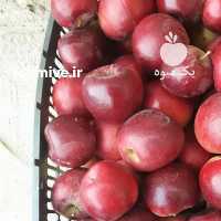 آگهی مشابه فروش سیب عروس در ارومیه در گروه خرید فروش عمده سیب - زرد و قرمز گلاب پاییزه در یکمیوه
