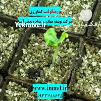 آگهی مشابه فروش ورمیکولیت در کشاورزی در تهران در گروه خرید فروش کود و مواد شیمیایی - اوره پتاس مرغی کمپوست آهن در یکمیوه