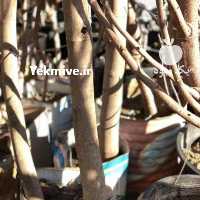 آگهی مشابه فروش انواع نهال - جریمه ای شهرداری پایان کار در تهران در گروه خرید فروش نهال - انواع گردو پسته بادام سلطانی انگور در یکمیوه