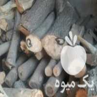 آگهی مشابه فروش چوب گردو با رامبری در ملایر در گروه خرید فروش عمده چوب- زغال چوب گردو تبریزی خام در یکمیوه