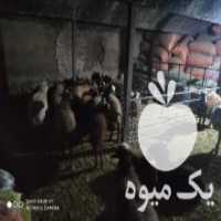 آگهی مشابه فروش 20جفت گوسفند میش در قزوین در گروه گاو و گوسفند و میش و بز کهره گوساله سمینتال در یکمیوه