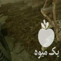 آگهی مشابه فروش پایه لوله گلخانه چوبی در ورامین در گروه خرید فروش ابزار ها و تجهیزات کشاورزی - دستی برقی ماشینی بیل کلنگ در یکمیوه