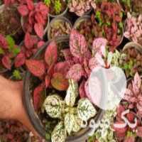 آگهی مشابه فروش گل و گیاه ارزان در محلات در گروه خرید فروش عمده گیاهان زینتی - گرمسیری آپارتمانی باغچه آب در یکمیوه