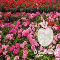 آگهی مشابه فروش عمده گل و گیاه در محلات در گروه خرید فروش عمده گیاهان زینتی - گرمسیری آپارتمانی باغچه آب در یکمیوه