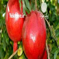 آگهی مشابه فروش انار صادراتی فردوس در خراسان جنوبی در گروه خرید فروش عمده انار - ساوه شیراز شیرین ترش در یکمیوه