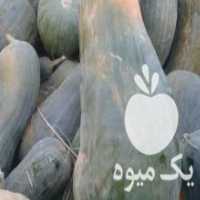 آگهی مشابه فروش کدو شیرین در اسفراین در گروه خرید فروش عمده کدو - سبز خورشتی بندر ورامین کرج سفید در یکمیوه